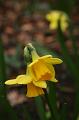 Daffodil, Cloudehill Gardens IMG_6427